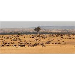 7 Day Trophy Hunt with $750 credit per hunter for 4 Hunters/2 Guides