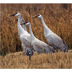 3 Day/3 Night Sandhill Crane Hunt for Two Hunters (4x1)