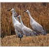 Image 1 : 3 Day/3 Night Sandhill Crane Hunt for Two Hunters (4x1)