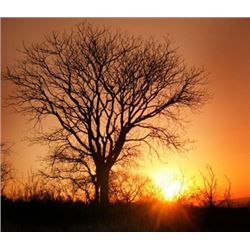 10 Day (8 Days Hunting)  for Plains Game with a $4000 ($2000/Hunter) for 2 Hunters