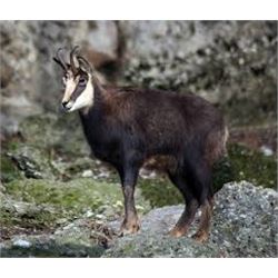 5 Day Chamois Hunt for One Hunter