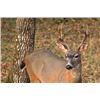 Image 1 : 5 Day Archery 2 on 1 BlackTail Deer Hunt for One Hunter Public & Private Land