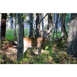 3 Day Trophy Whitetail Deer Hunt for One Hunter