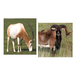 4 Day/3 Night Scimitar Oryx & Corsican Ram Hunt for One Hunter & One Non-Hunter