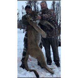 5 Day Tom Mountain Lion for One Hunter