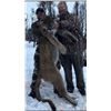 Image 1 : 5 Day Tom Mountain Lion for One Hunter