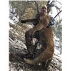 Image 2 : 5 Day Tom Mountain Lion for One Hunter