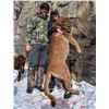 Image 1 : 5 Day Female Mountain Lion for One Hunter