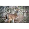 Image 1 : 4 Day/3 Night Whitetail Deer 140 - 149” for One Hunter and One Non-Hunter
