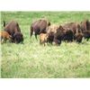 Image 1 : 2 Year Old Bison Buffalo Bull for One Hunter