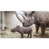 Image 1 : Behind the Scenes Rhino Experience including Baby Jaali