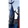Image 1 : Giant Blue Fin Tuna Fishing Adventure for Two Fisherman
