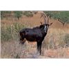 Image 1 : 7 Day (5 Hunting Days) Sable Antelope One Hunter
