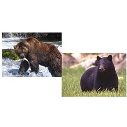 10 Day Grizzly & Black Bear Combo Hunt for One Hunter