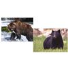 Image 2 : 10 Day Grizzly & Black Bear Combo Hunt for One Hunter