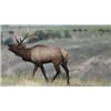 Image 1 : 5 Day Roosevelt Elk 2 on 1 Hunt for Two Hunters