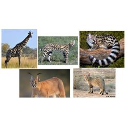 10 Day Hunt for Giraffe, Genet, Serval, Caracal, and African Wild Cat for One Hunter