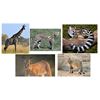 Image 1 : 10 Day Hunt for Giraffe, Genet, Serval, Caracal, and African Wild Cat for One Hunter