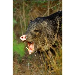 2 day Texas Javelina hunt for 2 Hunters Donated by Lyendecker Safaris