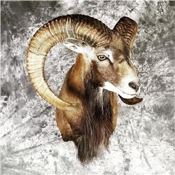 $500 taxidermy Gift Certificate, towards new work only Donated by Ledford Taxidermy