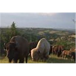 2 day cow elk or bison meat hunt for 1 hunter and 1 observer at Comstock Lodge