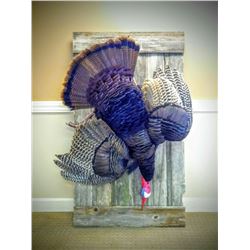 $500 Taxidermy Gift Certificate Donated by Wild Concepts Taxidermy