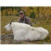 Image 1 : 10 Day British Columbia Mountain Goat Hunt Donated By Mountain Spirit Outfitters