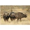 Image 1 : 10 Day Mozambique Free Range Cape Buffalo Hunt donated by Legadema Safaris