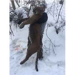 6 Day Two Hunters and Two Guides Mountain Lion Hunt Donated by J and J Outfitters
