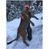 Image 2 : 6 Day Two Hunters and Two Guides Mountain Lion Hunt Donated by J and J Outfitters