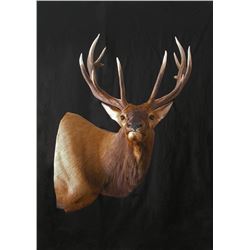 $500 Taxidermy Gift Certificate Donated by Two Rivers Taxidermy