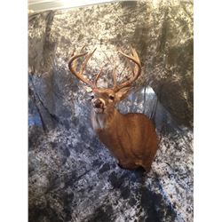 $500 Taxidermy Gift Certificate Valid for new work only Donated by Ledford Taxidermy