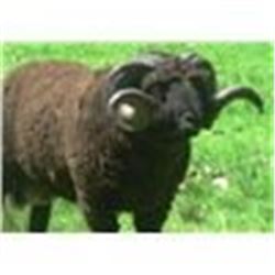 7 day hunt for 2 hunters in Argentina, includes the following animals for each hunter texas dall she