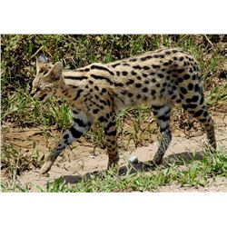 10 Day South African Serval Hunt Donated by Joubert Pro Hunt