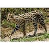 Image 1 : 10 Day South African Serval Hunt Donated by Joubert Pro Hunt