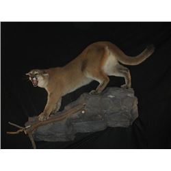 5 Day South Africa Safari  Includes $500 in taxidermy credit per hunter Donated by Dakota Plains Tax