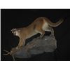 Image 1 : 5 Day South Africa Safari  Includes $500 in taxidermy credit per hunter Donated by Dakota Plains Tax
