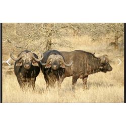 7 Day Plains Game Hunt in South Africa for 2-4 Hunters and Non-Hunters.  Includes Trophy Fees for 1 