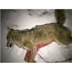 1 Day or Night MN Predator Hunt for 1-2 Hunters
