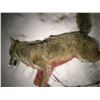 Image 1 : 1 Day or Night MN Predator Hunt for 1-2 Hunters