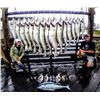 Image 8 : Alaska: 1 Day Saltwater Fishing Charter for 12 Anglers out of Seward, Alaska