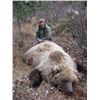 Image 2 : Alaska: 8 Day 7 Night Lodging plus Spring Bear Or Winter DIY Ptarmigan/Predator Hunting for 2 People