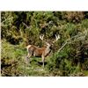 Image 11 : New Zealand: 4 Day 3 Night Himalayan tahr for 1 hunter and 1 observer,  trophy fee included