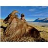 Image 12 : New Zealand: 4 Day 3 Night Himalayan tahr for 1 hunter and 1 observer,  trophy fee included