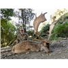 Image 2 : New Zealand: 4 Day 3 Night Himalayan tahr for 1 hunter and 1 observer,  trophy fee included