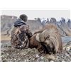 Image 3 : New Zealand: 4 Day 3 Night Himalayan tahr for 1 hunter and 1 observer,  trophy fee included