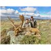 Image 8 : New Zealand: 4 Day 3 Night Himalayan tahr for 1 hunter and 1 observer,  trophy fee included