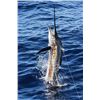 Image 3 : Costa Rica: 3 Day Saltwater Fishing Adventure Aboard the Dream Raiser Yacht