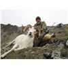 Image 2 : Alaska: Governor’s Delta Controlled Use Area Dall Sheep Tag (DS203/DS204) for One Hunter