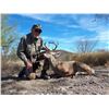 Image 3 : Mexico: 6 Day 7 Night Trophy Coues Deer Hunt for 1 Hunter with Safari Unlimited